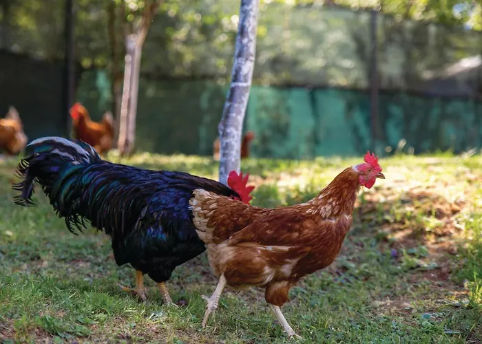 2 Bedroom Awesome In 奥帕提亚